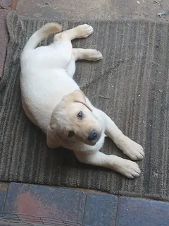 Golden Labrador Retriever female pup