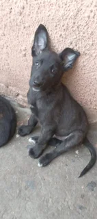 Belgian Malinois puppies  - R 3000