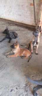 Belgium Malinois puppies  - R 3000