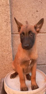 Belgian Malinois puppies  - R 3000