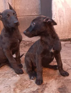 Belgian Malinois puppies  - R 3000