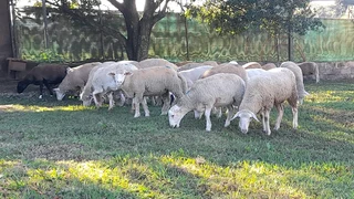 Sheep....Marino and Dorper for sale