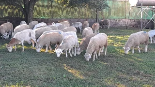 Sheep....Marino and Dorper for sale