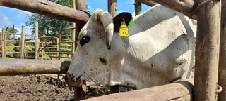 Cattle for Sale Camperdown - KwaMoosa Live Stock