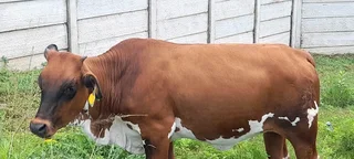 Cattle for Sale Camperdown - KwaMoosa Live Stock