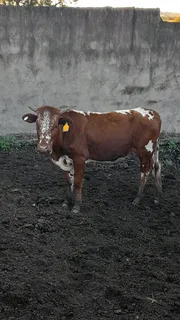 Cattle for Sale Camperdown - KwaMoosa Live Stock