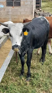 Cattle for Sale Camperdown - KwaMoosa Live Stock