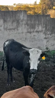 Cattle for Sale Camperdown - KwaMoosa Live Stock