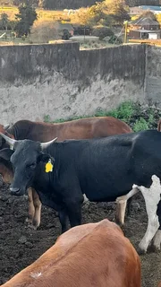 Cattle for Sale Camperdown - KwaMoosa Live Stock