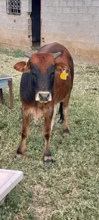 Cattle for Sale Camperdown - KwaMoosa Live Stock