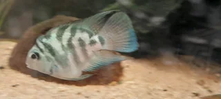 Male Polar parrot cichlid