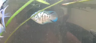 Male Polar parrot cichlid
