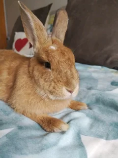 Cutest little bunnies