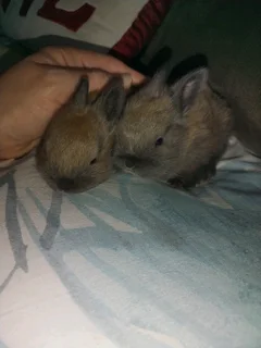 Cutest little bunnies