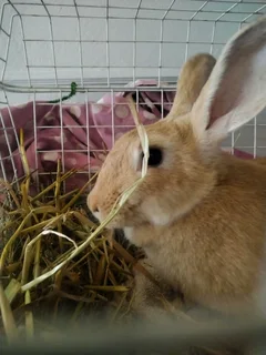 Cutest little bunnies