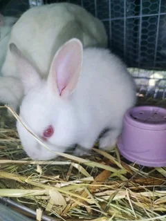 Cutest little bunnies