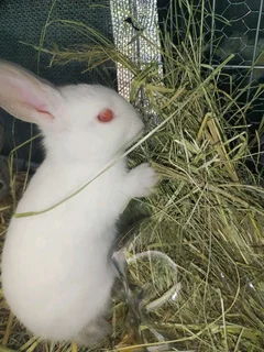 Cutest little bunnies