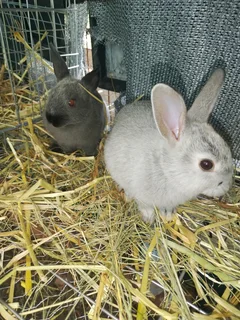 Cutest little bunnies