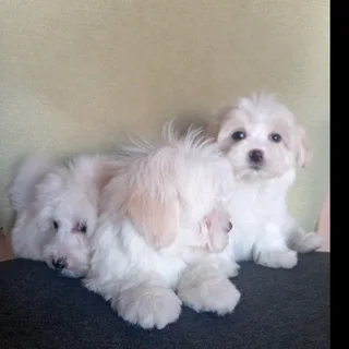 Maltese puppies (Registered)