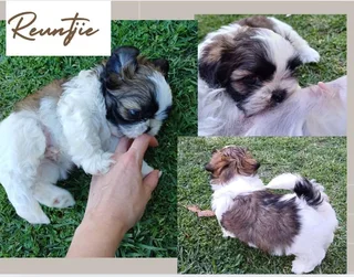Shih Tzu puppies