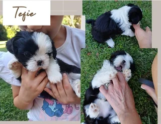 Shih Tzu puppies
