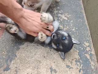 Husky puppy's