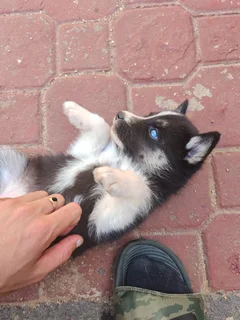 Husky puppy's