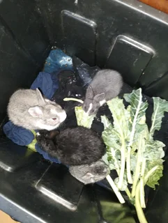 Rabbits for sale
