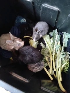 Rabbits for sale