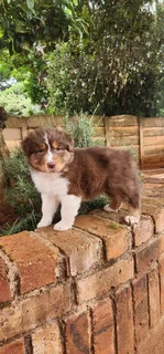 Australian shepherd