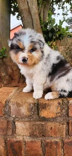 Australian shepherd