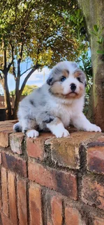 Australian shepherd