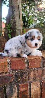 Australian shepherd