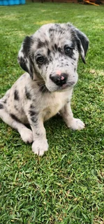 Aussiedor puppies Australian shepherd x Labrador