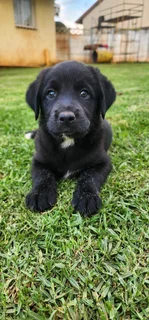 Aussiedor puppies Australian shepherd x Labrador