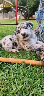 Aussiedor puppies Australian shepherd x Labrador