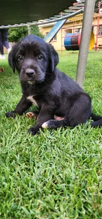 Aussiedor puppies Australian shepherd x Labrador