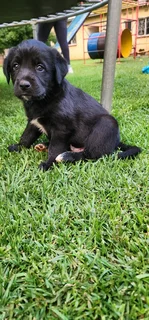 Aussiedor puppies Australian shepherd x Labrador