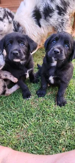 Aussiedor puppies Australian shepherd x Labrador