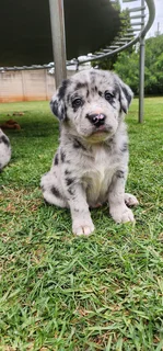Aussiedor puppies Australian shepherd x Labrador