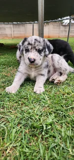 Aussiedor puppies Australian shepherd x Labrador