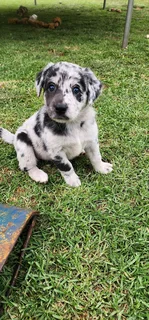 Aussiedor puppies Australian shepherd x Labrador