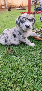 Aussiedor puppies