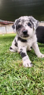 Aussiedor puppies