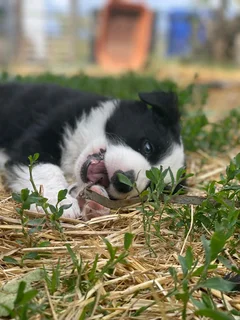 Border Collie puppies