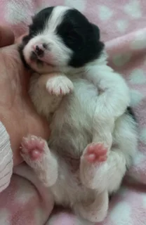 Pomeranian Toypom puppies