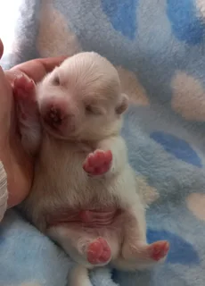 Pomeranian Toypom puppies