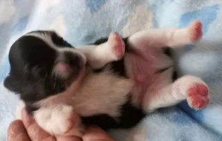 Pomeranian Toypom puppies