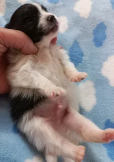 Pomeranian Toypom puppies