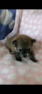 Pomeranian puppies